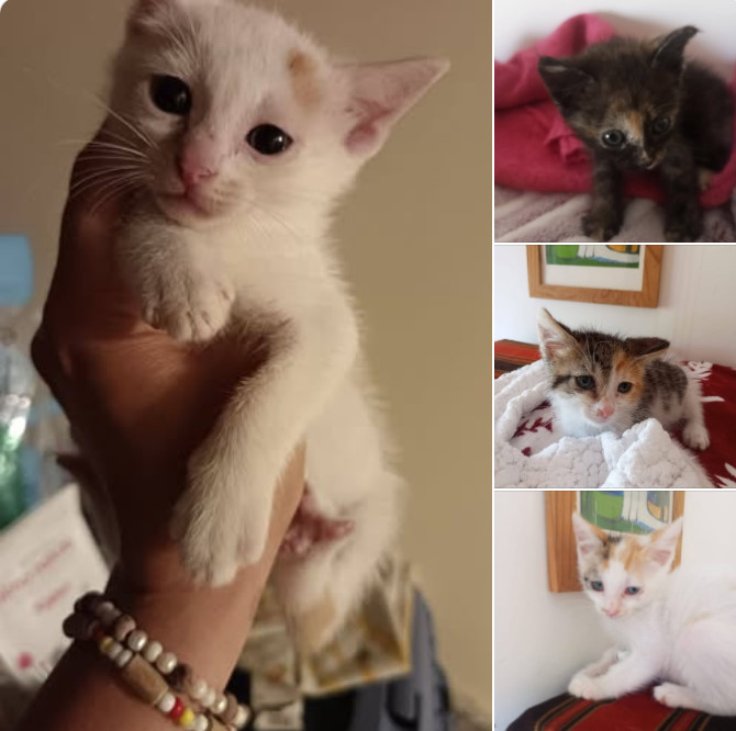 🐾 4 dolcissimi gattini di circa 2 mesi cercano casa 🐾